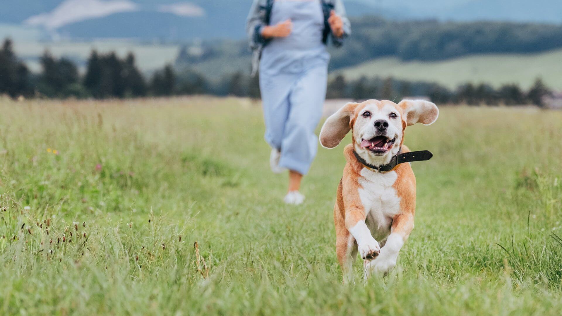 Martha Lake Vet Clinic