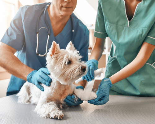 a small dog standing on a table